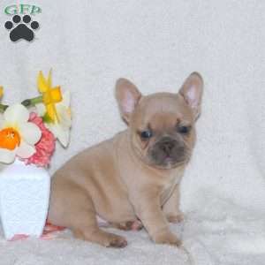 Tucker, French Bulldog Puppy