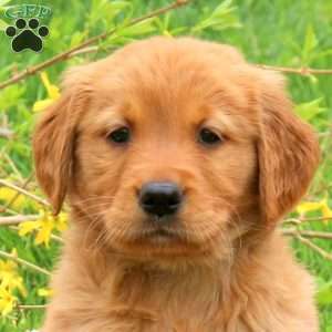 Tucker, Golden Retriever Puppy