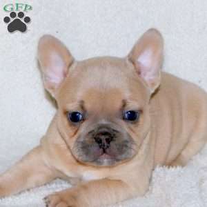 Tucker, French Bulldog Puppy