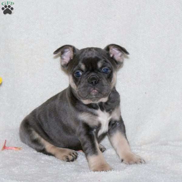 Tulip, French Bulldog Puppy