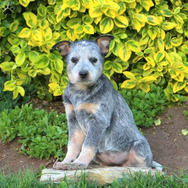 Tulip, Blue Heeler – Australian Cattle Dog Puppy
