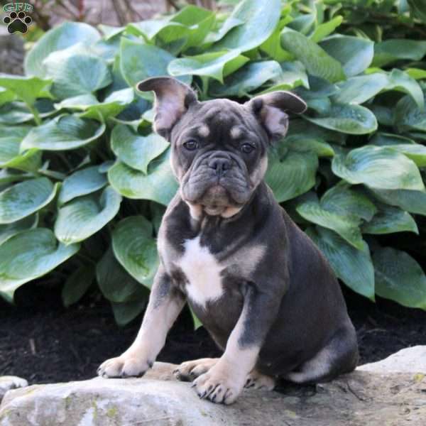 Tulip, French Bulldog Puppy