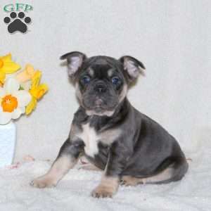 Tulip, French Bulldog Puppy