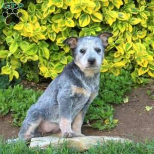 Tulip, Blue Heeler – Australian Cattle Dog Puppy