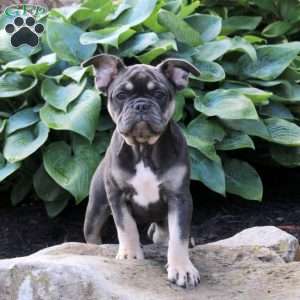 Tulip, French Bulldog Puppy