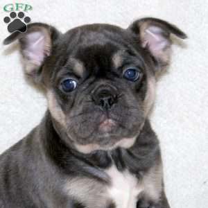 Tulip, French Bulldog Puppy