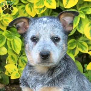 Tulip, Blue Heeler – Australian Cattle Dog Puppy