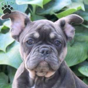Tulip, French Bulldog Puppy