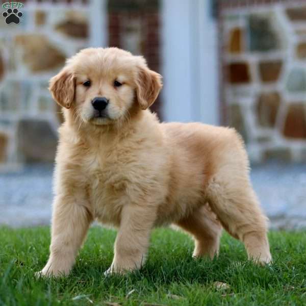 Tulip, Golden Retriever Puppy