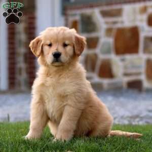 Tulip, Golden Retriever Puppy