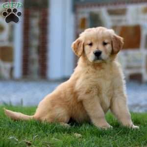 Tulip, Golden Retriever Puppy