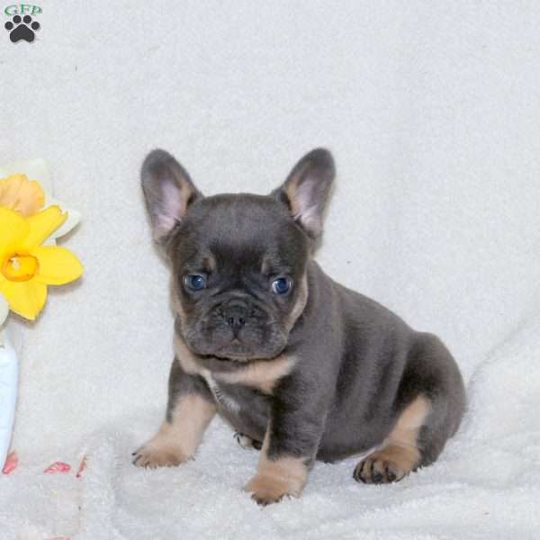 Turbo, French Bulldog Puppy