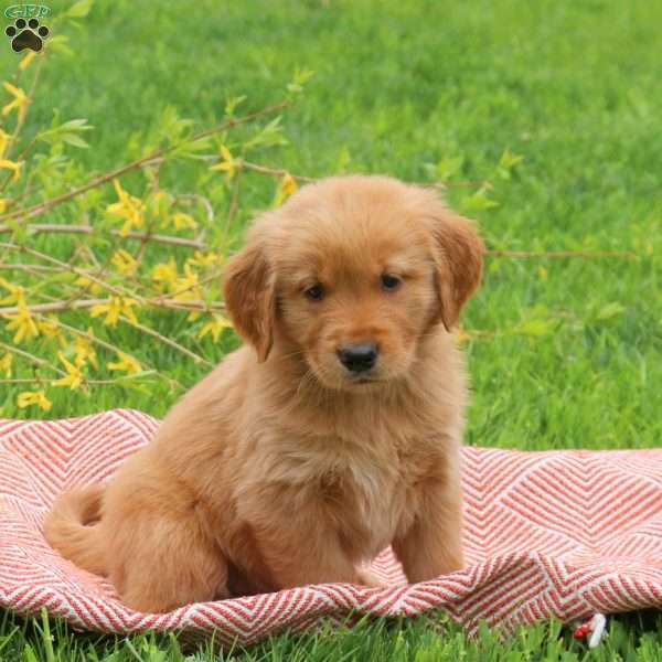Turbo, Golden Retriever Puppy