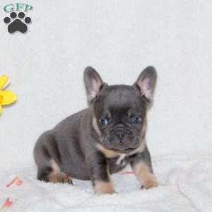 Turbo, French Bulldog Puppy