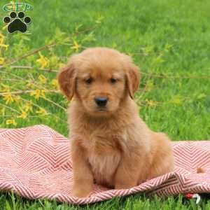 Turbo, Golden Retriever Puppy