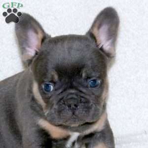 Turbo, French Bulldog Puppy