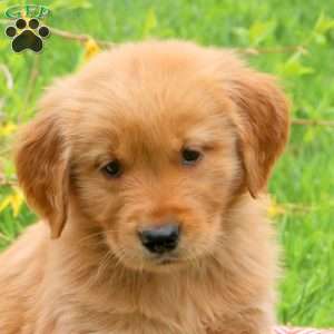 Turbo, Golden Retriever Puppy