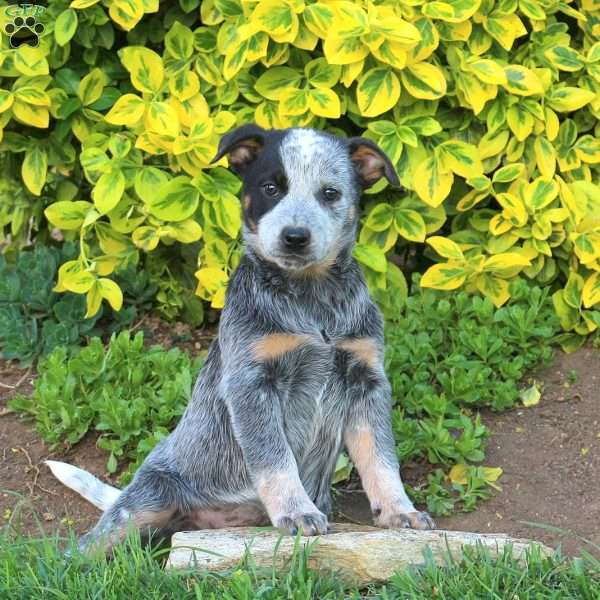 Twix, Blue Heeler – Australian Cattle Dog Puppy