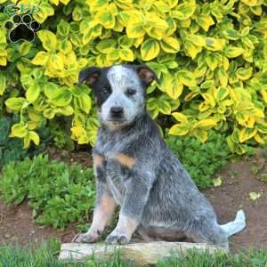 Twix, Blue Heeler – Australian Cattle Dog Puppy