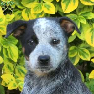 Twix, Blue Heeler – Australian Cattle Dog Puppy