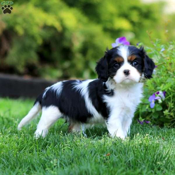 Valerie, Cavalier King Charles Spaniel Puppy