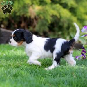 Valerie, Cavalier King Charles Spaniel Puppy