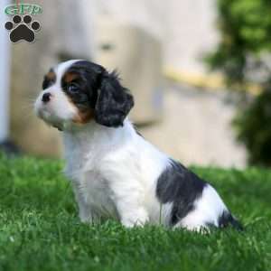 Valerie, Cavalier King Charles Spaniel Puppy