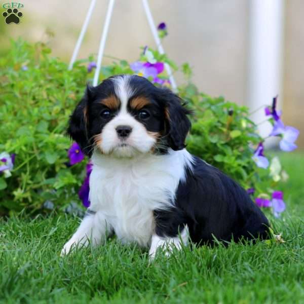 Victor, Cavalier King Charles Spaniel Puppy