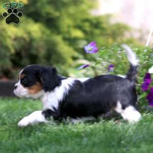 Victor, Cavalier King Charles Spaniel Puppy
