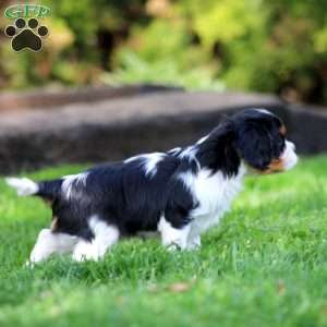 Victor, Cavalier King Charles Spaniel Puppy