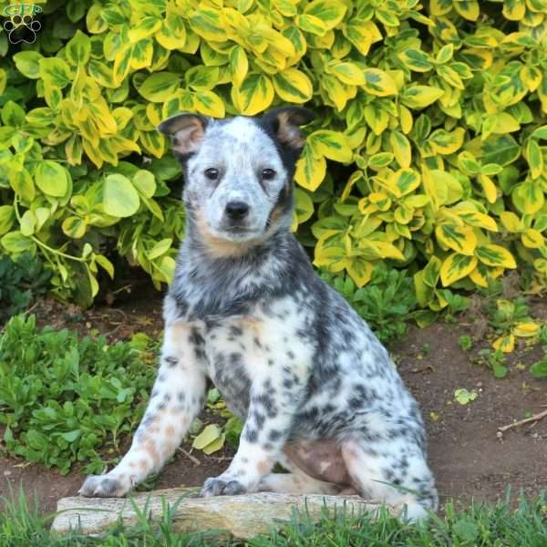 Violet, Blue Heeler – Australian Cattle Dog Puppy