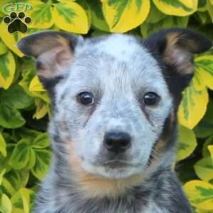 Violet, Blue Heeler – Australian Cattle Dog Puppy
