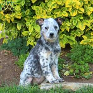 Violet, Blue Heeler – Australian Cattle Dog Puppy