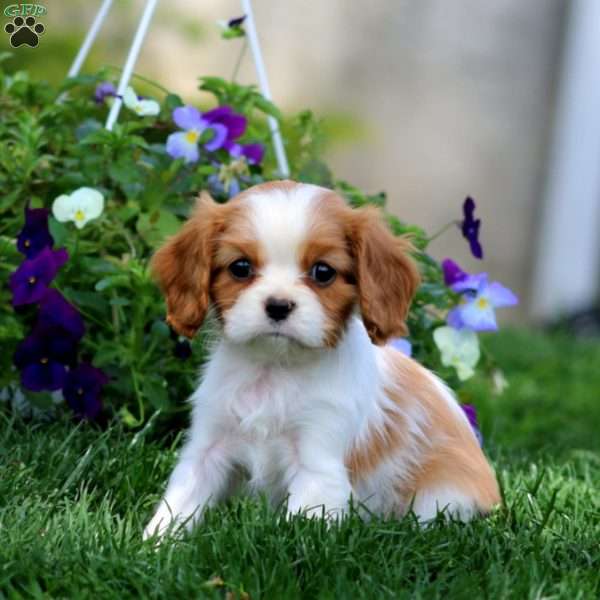 Violet, Cavalier King Charles Spaniel Puppy