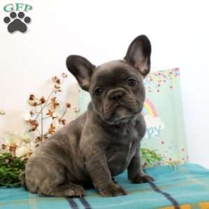 Violet, French Bulldog Puppy