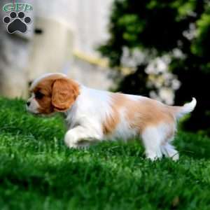 Violet, Cavalier King Charles Spaniel Puppy