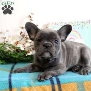 Violet, French Bulldog Puppy