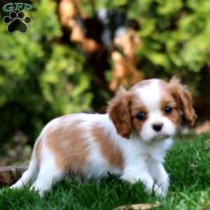Violet, Cavalier King Charles Spaniel Puppy