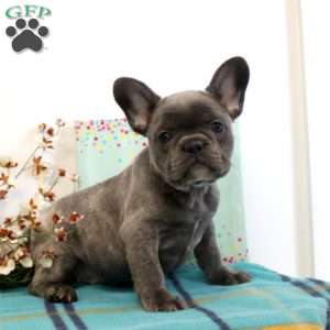 Violet, French Bulldog Puppy