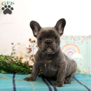 Violet, French Bulldog Puppy