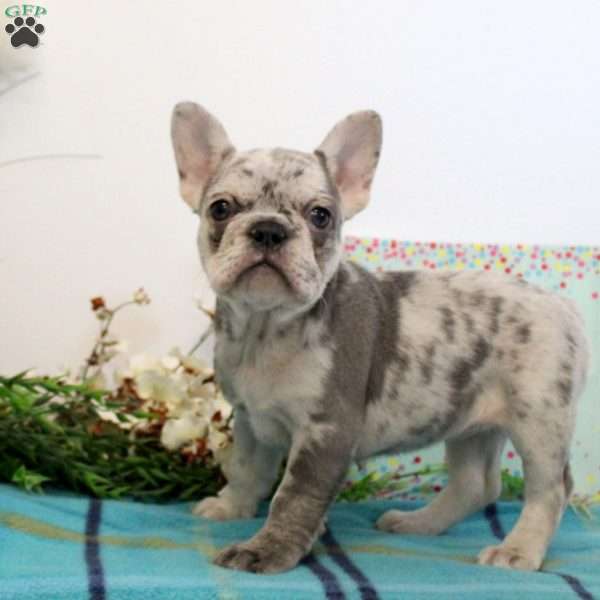 Vivian, French Bulldog Puppy