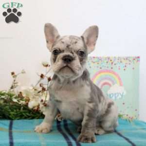 Vivian, French Bulldog Puppy