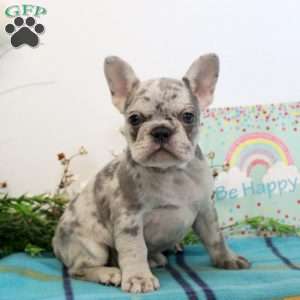 Vivian, French Bulldog Puppy