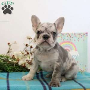Vivian, French Bulldog Puppy