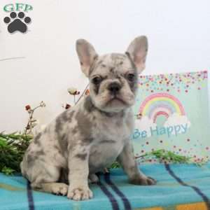 Vivian, French Bulldog Puppy