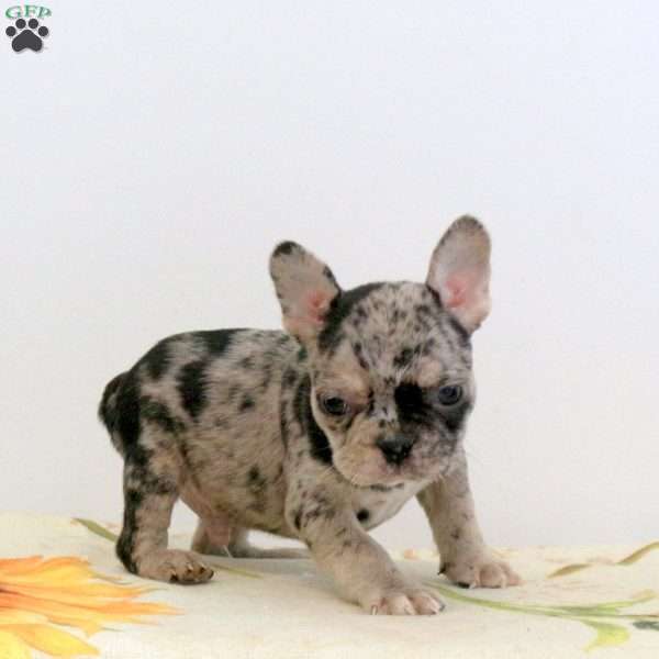 Wade, Frenchton Puppy