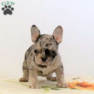 Wade, Frenchton Puppy