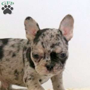 Wade, Frenchton Puppy