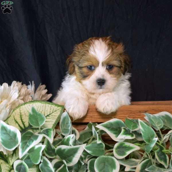 Wafer, Teddy Bear Puppy