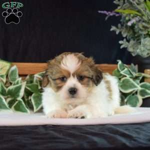 Wafer, Teddy Bear Puppy